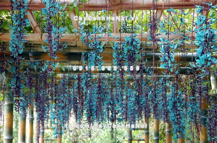 Giàn hoa leo móng xanh biếc với những chùm hoa dài độc đáo và đặc sắc