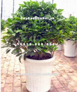 Hình ảnh cây thần tài