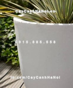 Chậu cây cảnh composite iPot phát tài ( IP-00009 ) 1 Chậu cây cảnh composite iPot phát tài ( IP-00009 )