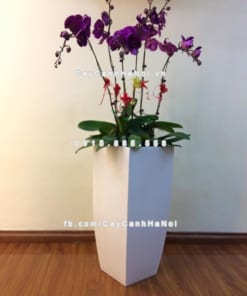 Chậu cây cảnh composite iPot vát đáy ( IP-00180)