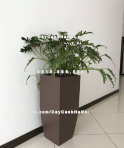 Chậu cây cảnh composite iPot vát đáy ( IP-00180)