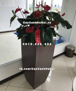 Chậu cây cảnh composite iPot vát đáy ( IP-00180)