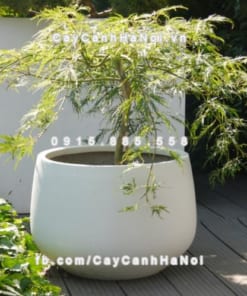 Chậu cây composite iPot oval cao cấp ( IP-00053) 1 Chậu cây composite iPot oval cao cấp ( IP-00053)