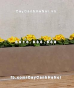 Chậu composite iPot cây cảnh chữ nhật ( IP-00082)