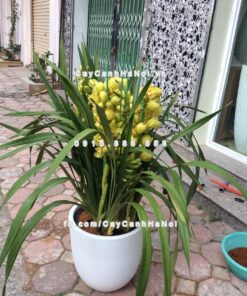 Chậu composite iPot cây cảnh sang trọng ( IP-00014)