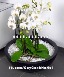 Chậu composite iPot tròn sang trọng ( IP-00006)