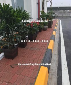 Chậu composite vuông có hệ thống tự tưới ( HTTT-09 )