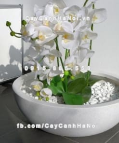 Chậu nhựa composite iPot cao cấp ( IP-00008) 1 Chậu nhựa composite iPot cao cấp ( IP-00008)