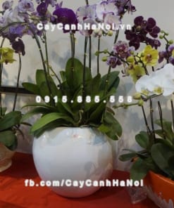 Chậu nhựa composite iPot trồng cây ( IP-00044) 1 Chậu nhựa composite iPot trồng cây ( IP-00044)