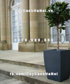 Chậu nhựa composite iPot trồng cây cảnh ( IP-00178) 1 Chậu nhựa composite iPot trồng cây cảnh ( IP-00178)