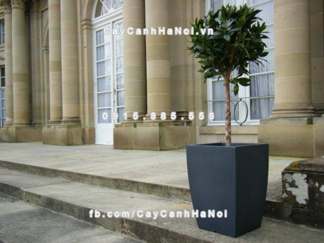 Chậu nhựa composite iPot trồng cây cảnh ( IP-00178)