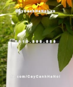 Chậu nhựa composite iPot trồng cây ( IP-00035)