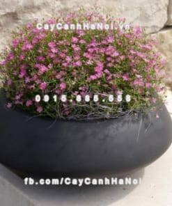 Chậu nhựa trồng hoa composite iPot ( IP-00061)