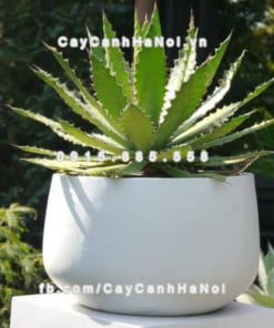 Chậu trồng cây composite iPot oval ( IP-00055)