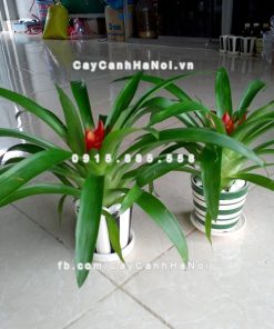 Cây phong lộc hoa 6 Hình ảnh cây phong lộc hoa