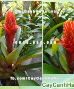 Cây phong lộc hoa 5 Hình ảnh cây phong lộc hoa