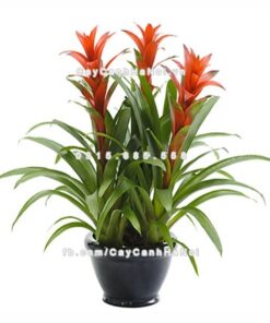 Cây phong lộc hoa 1 Hình ảnh cây phong lộc hoa