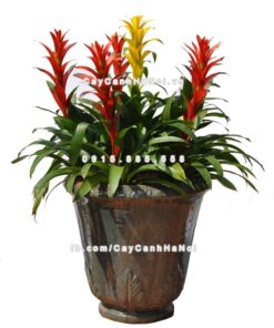 Cây phong lộc hoa 4 Hình ảnh cây phong lộc hoa