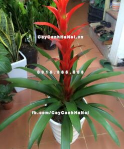 Cây phong lộc hoa 3 Hình ảnh cây phong lộc hoa