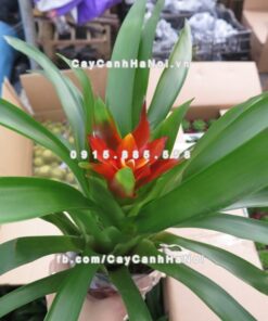 Cây phong lộc hoa 2 Hình ảnh cây phong lộc hoa