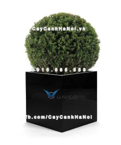 Chậu cây cảnh composite Havico Cubo| C-37 4 Chậu cây cảnh composite Havico Cubo| C-37
