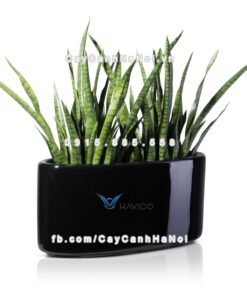 Chậu trồng cây composite Havico Viber| CB-326