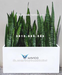 Chậu nhựa composite Havico Visio chữ nhật| C-319 1 Chậu nhựa composite Havico Visio chữ nhật| C-319