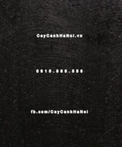 Chậu đá mài Atin Havico vuông trồng cây cảnh| CM-255