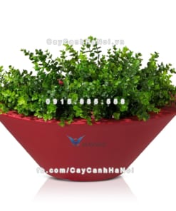Chậu composite cây cảnh Havico Tazah đẹp| C-316 1 Chậu composite cây cảnh Havico Tazah đẹp| C-316