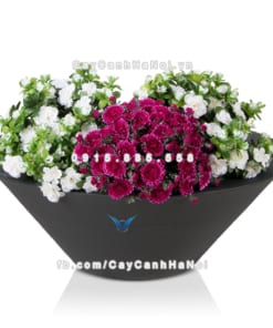 Chậu composite cây cảnh Havico Tazah đẹp| C-316 2 Chậu composite cây cảnh Havico Tazah đẹp| C-316