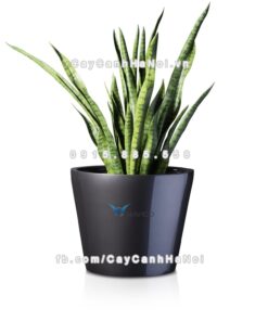 Chậu cây cảnh composite Havico Xenn tròn vát đáy| CB-322