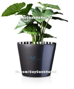Chậu cây cảnh composite Havico Xenn tròn vát đáy| CB-322
