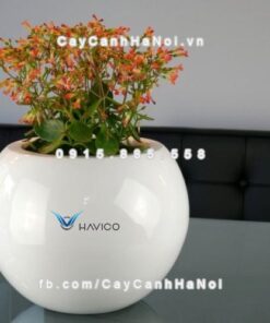 Chậu nhựa composite Havico Mina đẳng cấp| CB-317 1 Chậu nhựa composite Havico Mina đẳng cấp| CB-317