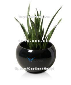 Chậu nhựa composite Havico Mina đẳng cấp| CB-317 4 Chậu nhựa composite Havico Mina đẳng cấp| CB-317