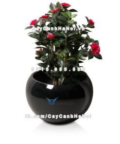 Chậu nhựa composite Havico Mina đẳng cấp| CB-317 3 Chậu nhựa composite Havico Mina đẳng cấp| CB-317