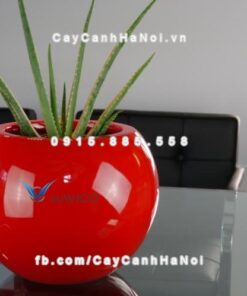 Chậu nhựa composite Havico Mina đẳng cấp| CB-317 2 Chậu nhựa composite Havico Mina đẳng cấp| CB-317