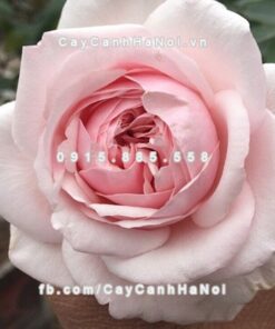 Hoa hồng Văn Khôi