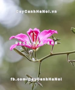 Cây hoa ban đỏ 1 Cây hoa ban đỏ