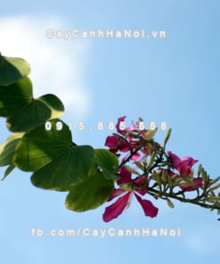 Cây hoa ban đỏ 6 Cây hoa ban đỏ