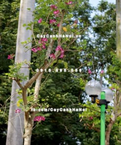 Cây hoa ban đỏ 3 Cây hoa ban đỏ