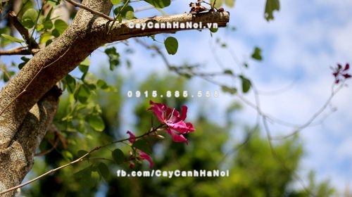 Cây hoa ban đỏ 9 Cây hoa ban đỏ