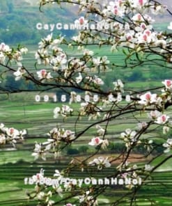 Cây Hoa Ban Tây Bắc 1 Cây hoa ban Tây Bắc