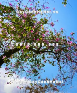 Cây Hoa Ban Tây Bắc 4 Cây hoa ban Tây Bắc