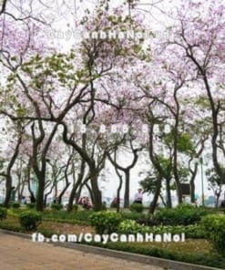 Cây Hoa Ban Tây Bắc 3 Cây hoa ban Tây Bắc