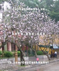 Cây Hoa Ban Tây Bắc 2 Cây hoa ban Tây Bắc