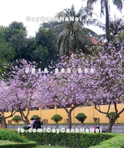 Cây hoa ban tím 3 Cây hoa ban tím