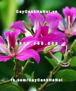 Cây hoa ban tím 4 Cây hoa ban tím