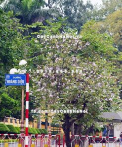 Cây hoa ban tím 5 Cây hoa ban tím