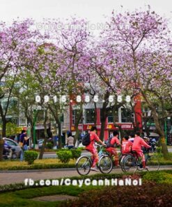 Cây hoa ban tím 7 Cây hoa ban tím