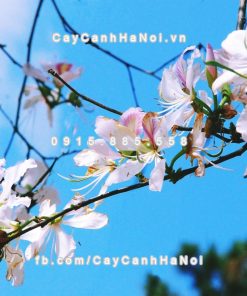 Cây hoa ban trắng 6 Cây hoa ban trắng